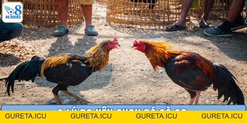 Đá Gà O8 - Đấu Trường Cực Phẩm, Nhận Thưởng Cực Đã - gureta