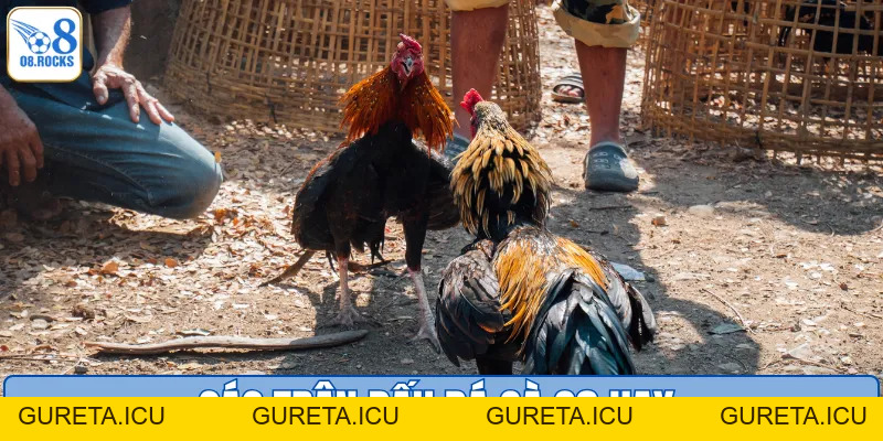 Đá Gà O8 - Đấu Trường Cực Phẩm, Nhận Thưởng Cực Đã - gureta