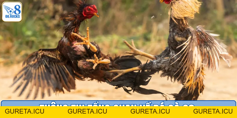 Đá Gà O8 - Đấu Trường Cực Phẩm, Nhận Thưởng Cực Đã - gureta