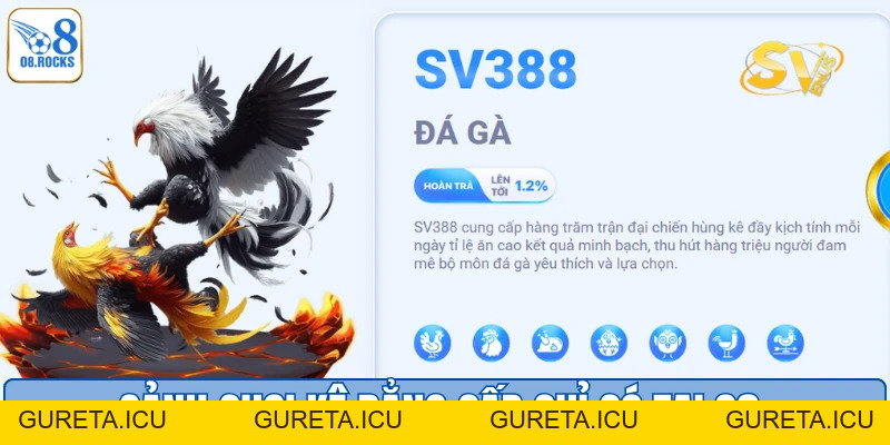 Trang Đá Gà Uy Tín O8 - Sân Chơi Đẳng Cấp Số 1 Việt Nam - gureta