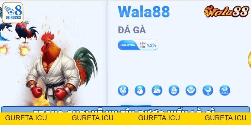 Trang Đá Gà Uy Tín O8 - Sân Chơi Đẳng Cấp Số 1 Việt Nam - gureta